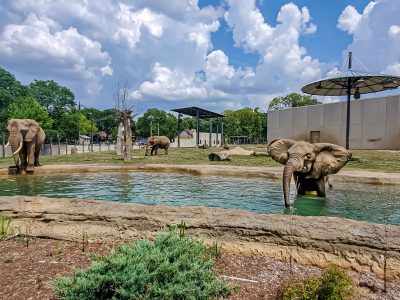 MKE County: Animal Advocates Criticize Zoo’s Elephant Facility
