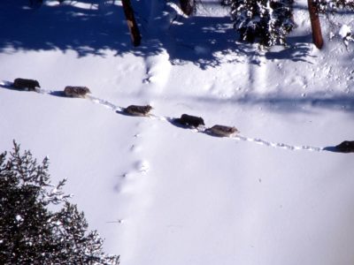 Wisconsin Debating New Regulations For Wolf Hunting